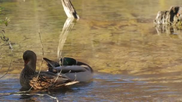 Enten Auf Einem See Aus Nächster Nähe — Stockvideo
