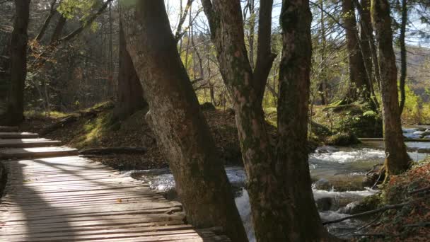 Ponte Madeira Uma Floresta Plitvice Park — Vídeo de Stock