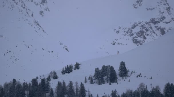 Hügel Mit Schnee Und Tannen Bedeckt — Stockvideo