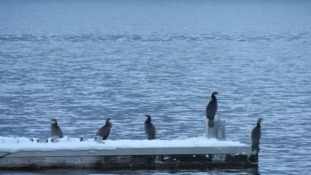 Oiseaux Debout Sur Ponton — Video