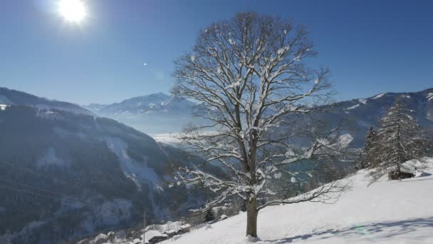 Laubloser Baum Und Berge Winter — Stockvideo