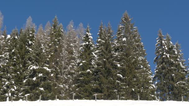 雪に覆われた針葉樹の美しい景色 — ストック動画