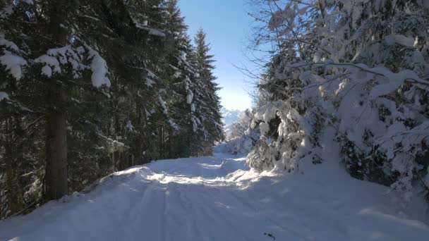 Sentiero Lungo Abeti Durante Inverno — Video Stock