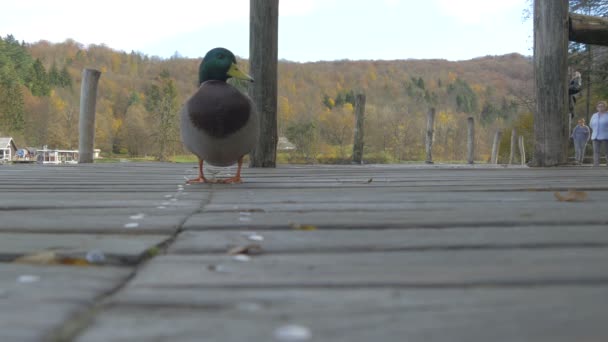 Pato Uma Doca Madeira Plitvice Park — Vídeo de Stock