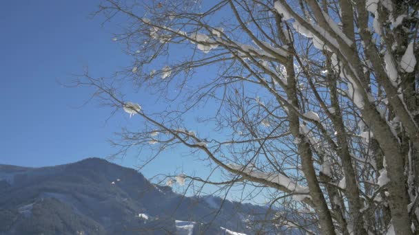 Een Bladloze Boom Bedekt Met Sneeuw — Stockvideo