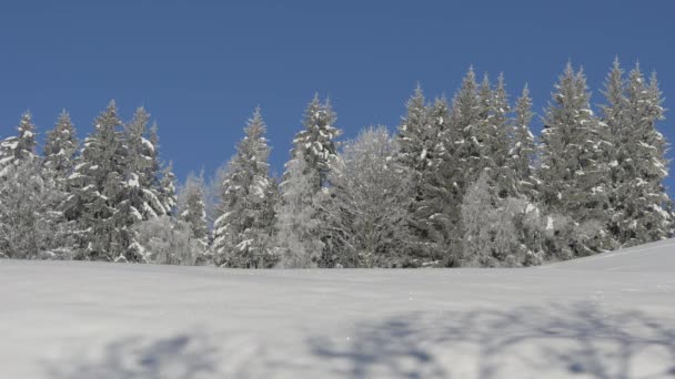 雪に覆われたモミの木 — ストック動画