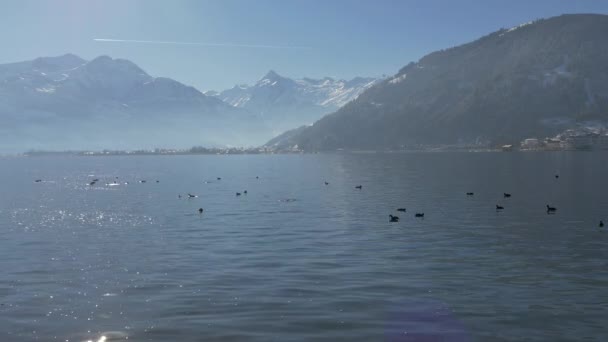 Ducks Swimming Lake Zell Zell See — Stock video