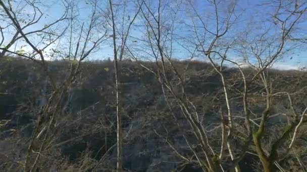 Grande Cascata Vista Attraverso Diramazioni Nel Parco Plitvice — Video Stock