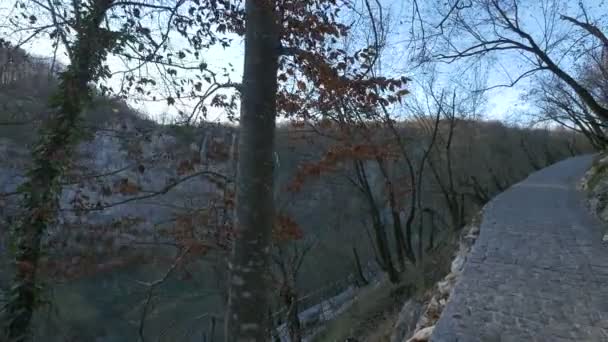 Steeg Bladloze Bomen Plitvice Park — Stockvideo