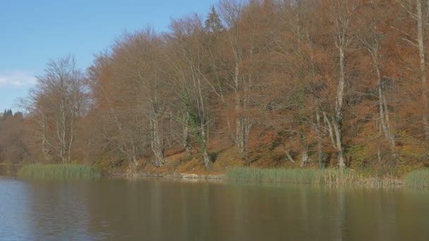 Drzewa Wodne Bezlistne Parku Plitwickim — Wideo stockowe