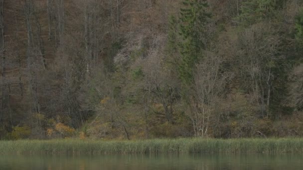 Skogs Och Vattenvass Plitvices Nationalpark — Stockvideo