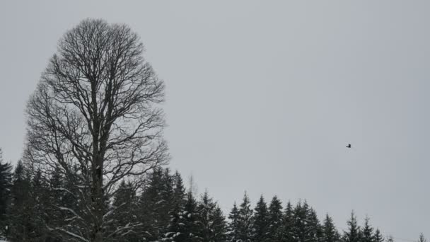 Árbol Sin Hojas Cerca Bosque Abetos — Vídeos de Stock