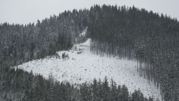 Bosque Perenne Una Montaña Durante Invierno — Vídeos de Stock