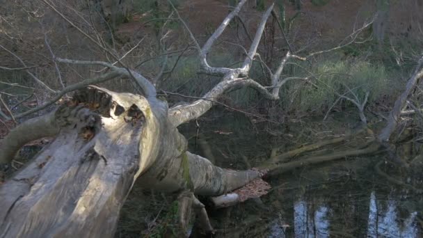 Arbre Tombé Dans Parc National Plitvice — Video