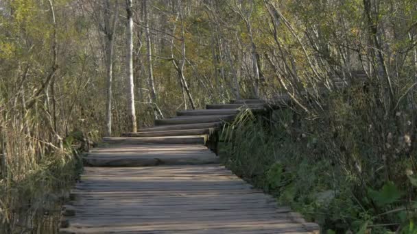 プリトヴィツェ国立公園の木道 — ストック動画