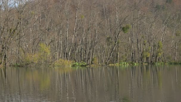 Лесное Озеро Плитвицком Национальном Парке — стоковое видео