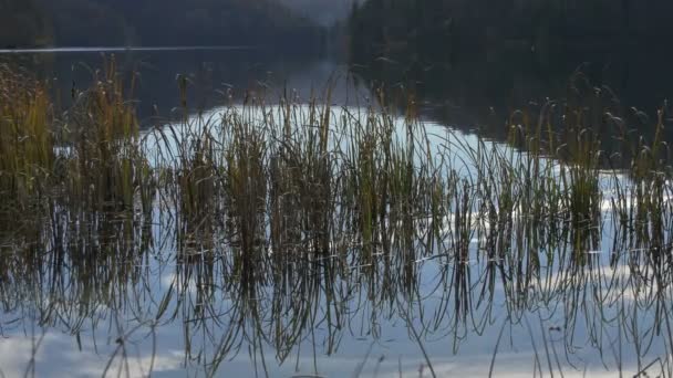 Rietgras Een Meer Nationaal Park Plitvice — Stockvideo