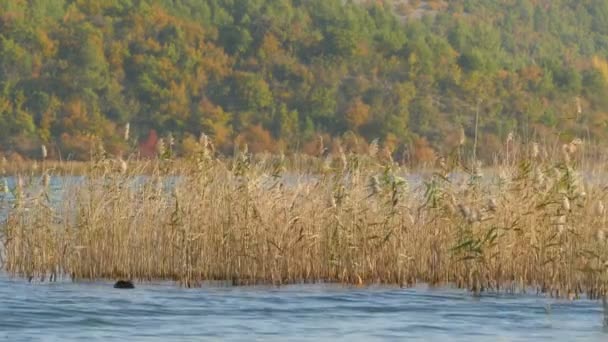 Eenden Zwemmen Door Riet Krka River — Stockvideo