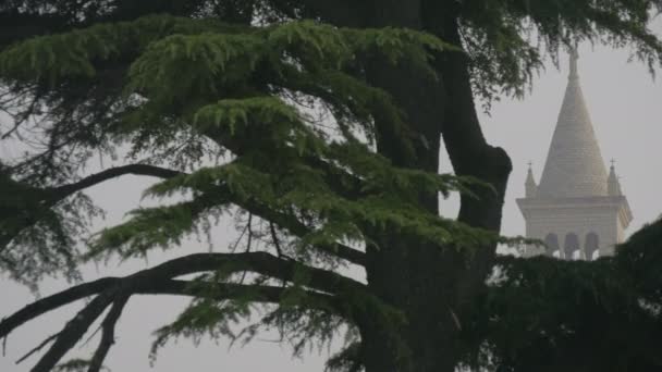 Steeple Seen Branches Tree — Stockvideo