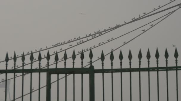 Gaviotas Pie Sobre Cuerdas — Vídeos de Stock