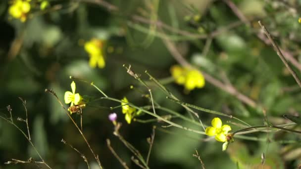 Mariposa Tocando Una Flor — Vídeo de stock