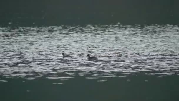 两只鸭子在河里游泳 — 图库视频影像