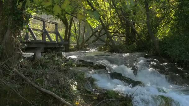 Río Que Fluye Por Bosque — Vídeos de Stock