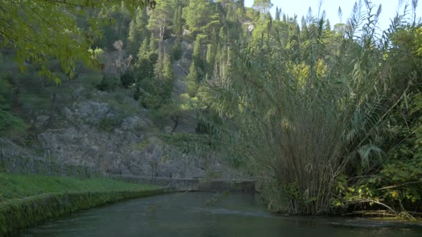 Osier Einem Kleinen Fluss — Stockvideo