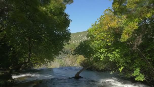 Nehir Ormanda Akıyor — Stok video