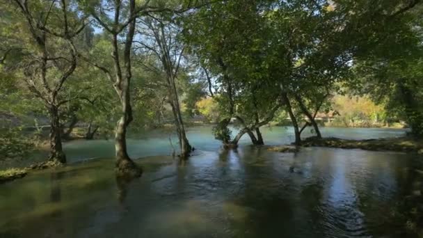 Деревья Выращенные Воде — стоковое видео