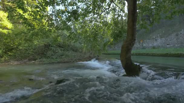 树高耸立在河里 — 图库视频影像