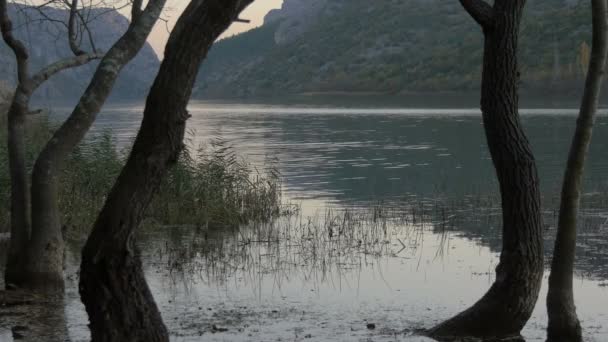 Krka Nehri Nde Ağaçlar Sazlıklar — Stok video