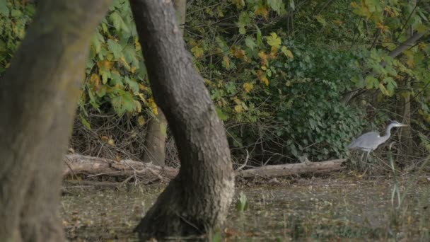 灰鸟在户外散步 — 图库视频影像
