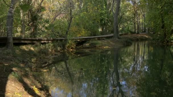 Eau Calme Pont Bois Dans Les Bois — Video