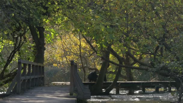 Puente Bosque — Vídeo de stock