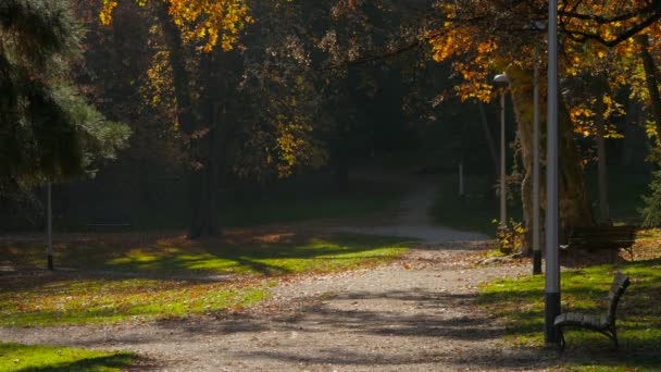 Eine Unbefestigte Gasse Einem Park — Stockvideo