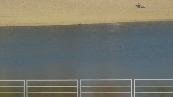 鸭子在湖中游泳 — 图库视频影像