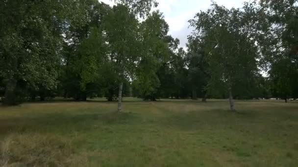 Зеленые Деревья Гайд Парке — стоковое видео