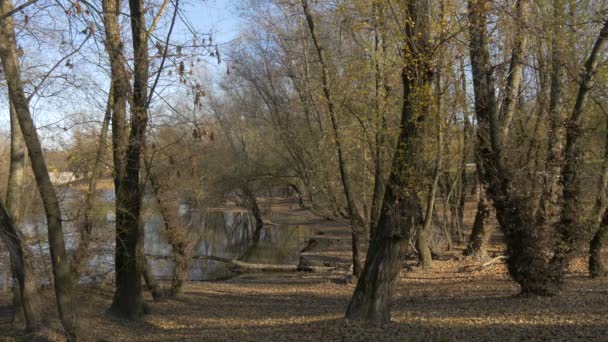 湖のそばの木 — ストック動画