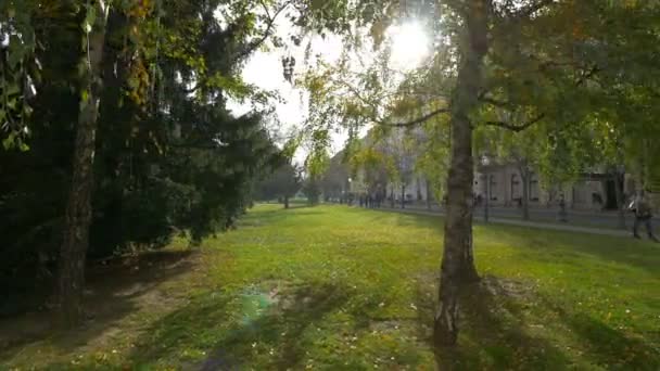 Alberi Erba Verde Città — Video Stock