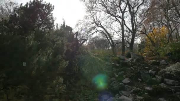 Bäume Und Felsen Einem Park — Stockvideo
