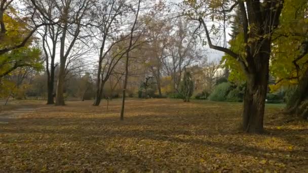 Bäume Einem Park — Stockvideo