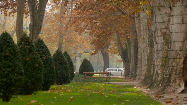 Troncos Árboles Arbustos Verdes Parque — Vídeos de Stock