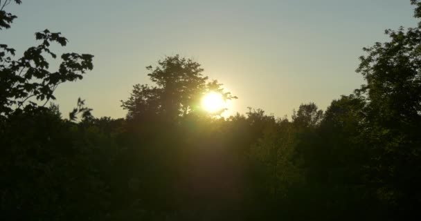Солнце Деревьями Каледоне Канада — стоковое видео