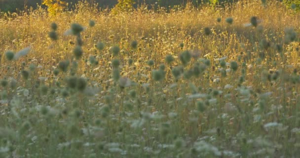 野生植被的泛右观 — 图库视频影像