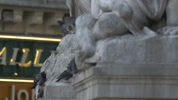 Palomas Descansando Sobre Estatuas — Vídeos de Stock