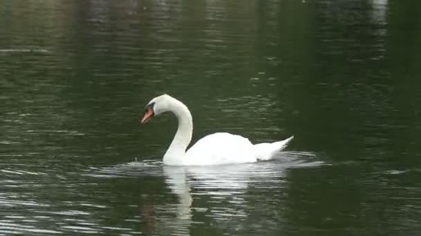 Swan Swimming Water — Stock Video