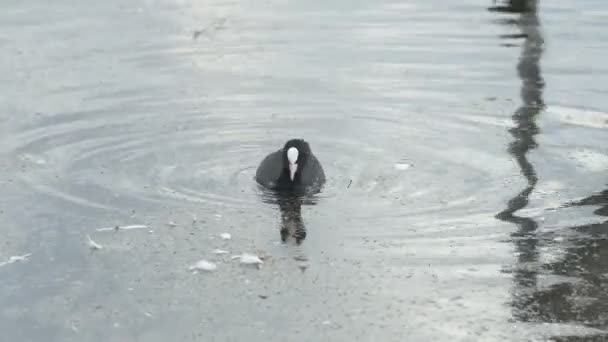 黑鸭在水里游泳 — 图库视频影像