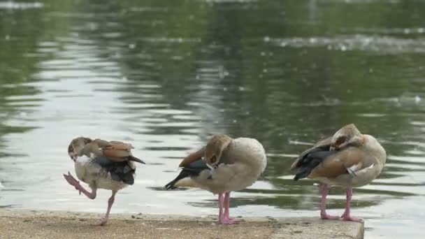 Três Patos Costa — Vídeo de Stock