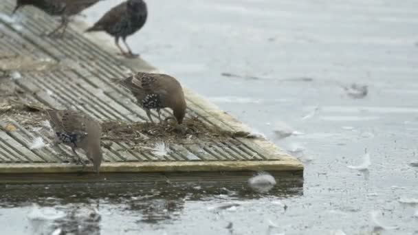 Gros Plan Des Oiseaux Mangeant — Video